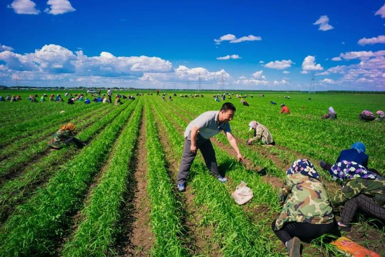 得到建行信貸支持的綏化肇東市黎明鎮(zhèn)民主村的千畝谷物種植基地