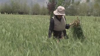 它是西藏的 糧食之母 ,藏民最愛這谷物,能做餅,能釀酒 冬青