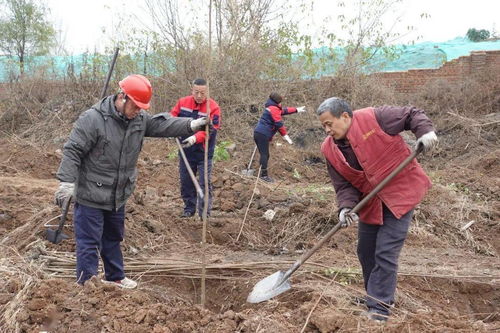 邯選廠組織開(kāi)展秋冬季義務(wù)植樹(shù)活動(dòng)